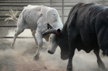 西班牙斗牛(西班牙斗牛：残忍还是传统文化？)