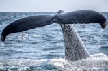 为什么鲸鱼是哺乳动物？