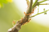 学会这道蚂蚁上树的家常做法，让口感更加鲜美！