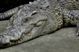鳄鱼为什么不吃河马：探究鳄鱼食性和河马的天敌们
