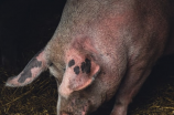 猪的体脂率比人高吗？研究表明……