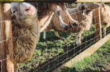 学习羊的英文名，8只最常见的羊待您来认识！